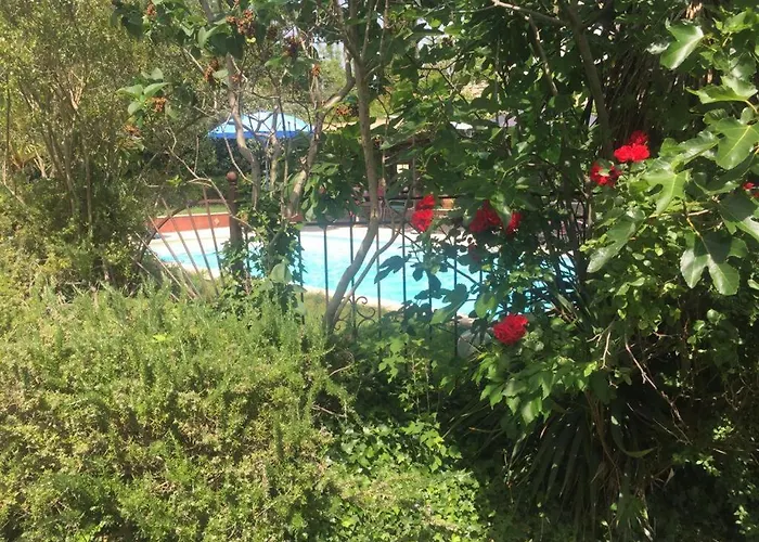 Le MAS du Sud Draguignan